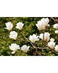 Magnolia denudata Double Diamond 
